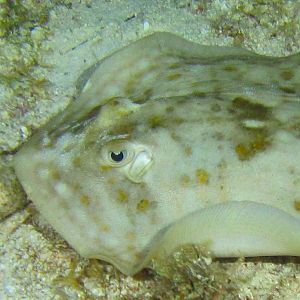 Spotted Ray 2 6085-1-2