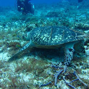 Turtle Feeding  6130