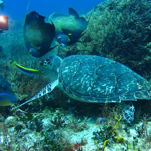 Turtle Feeding With French Angelfish Helping 1 6153