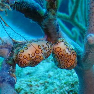 Two Flamingo Tongue 5751