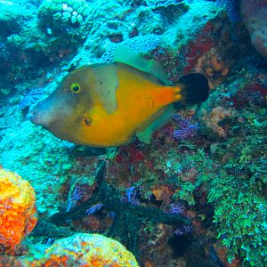 White Spotted Filefish 6016