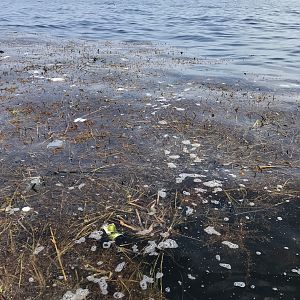 Sargassum mat