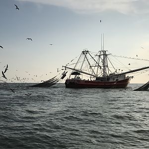 shrimper