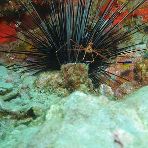 Arrow crabs and Sea Urchins