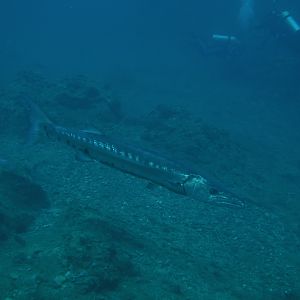 Barracuda