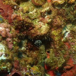 Juvenile Trunk Fish
