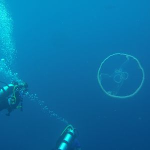 Moon Jellyfish near Todd and Marci