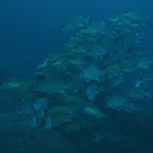 A school of fish - red snapper I think