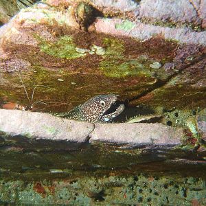 Banded Coral Shrimp and a spotted eel