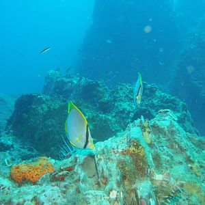 a couple of Butterfly fish