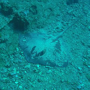 Stingray hiding