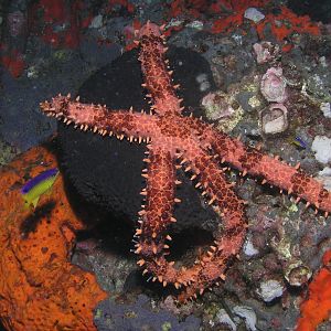 studded sea star