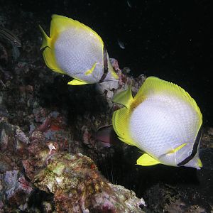 coupling up