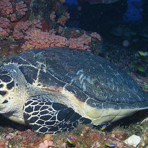let sleeping turtles lie