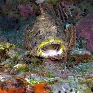 Scorpion_fish_Gulp