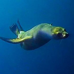 Sea of Cortez Seal-6