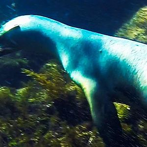 Sea of Cortez Seal-4