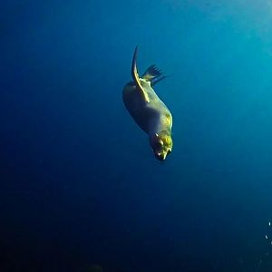 Sea of Cortez Seal-3