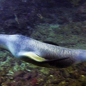 Sea of Cortez Seal-2