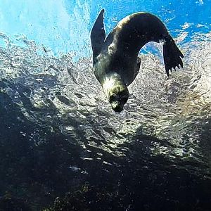 Sea of Cortez Seal-1