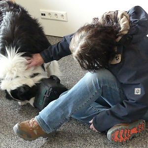 Birddog and sheepdog