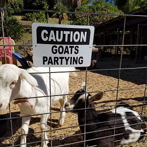 2017 0926 Maui GoatsPartying