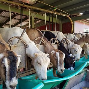 2017 0926 Maui GoatTrough2