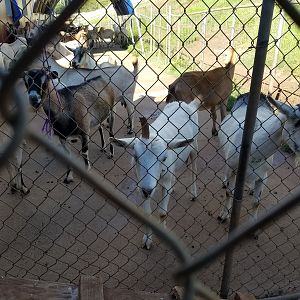 2017 0926 Maui GoatUnicorn