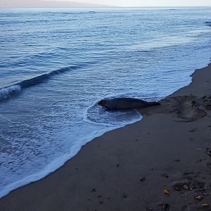 2017 0930 Maui HiMonkSeal2