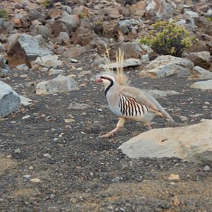 2017 0930 Maui Haleakala Nene6