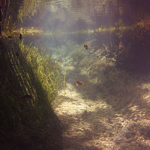 Ichetucknee springs