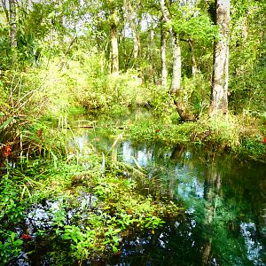 Ichetucknee springs