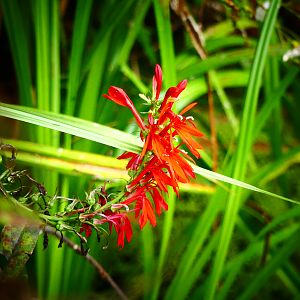 Red flower
