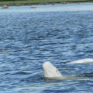 Beluga
