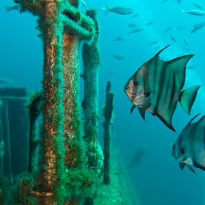 Spadefish tour The Kraken