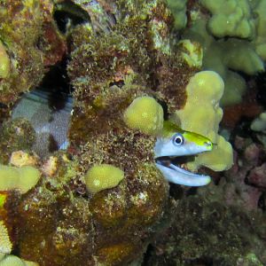 Hawaii Airport Beach Undulated Moray Or Possible Yellowhead-7685