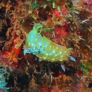 Hawaii Fish Rock Goldlace Nudibranch-7482
