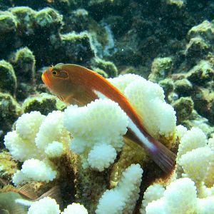 Hawaii Honolua Bay Arc-Eye Hawkfish-6920