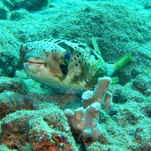 Hawaii Honolua Bay Longspine Porcupinefish-6888