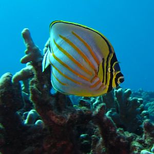 Hawaii Honolua Bay Ornate Butterflyfish-6902