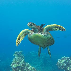 Hawaii Mala Pier Turtle Cleaning Station-7841
