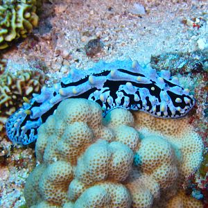 Hawaii Molokini Scrambled Egg Nudibranch-7333