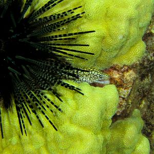 Hawaii Airport Beach Baby Moray-7656