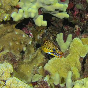 Hawaii Airport Beach Dragon Moray 2-7708