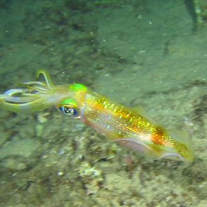 Hawaii Airport Beach Squid-7663