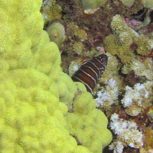 Hawaii Airport Beach Zebra Moray-7679