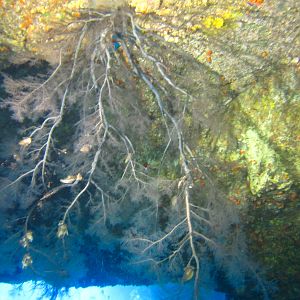 Hawaii Black Coral In Second Cathedral-7195