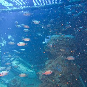 Hawaii Carthegenian Cargo Hold-7776