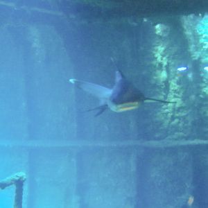 Hawaii Carthegenian Great White    Tip Reef Shark-7738