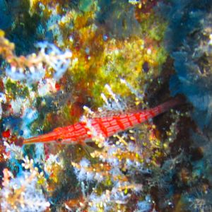 Hawaii Carthegenian Longnose Hawkfish-7733